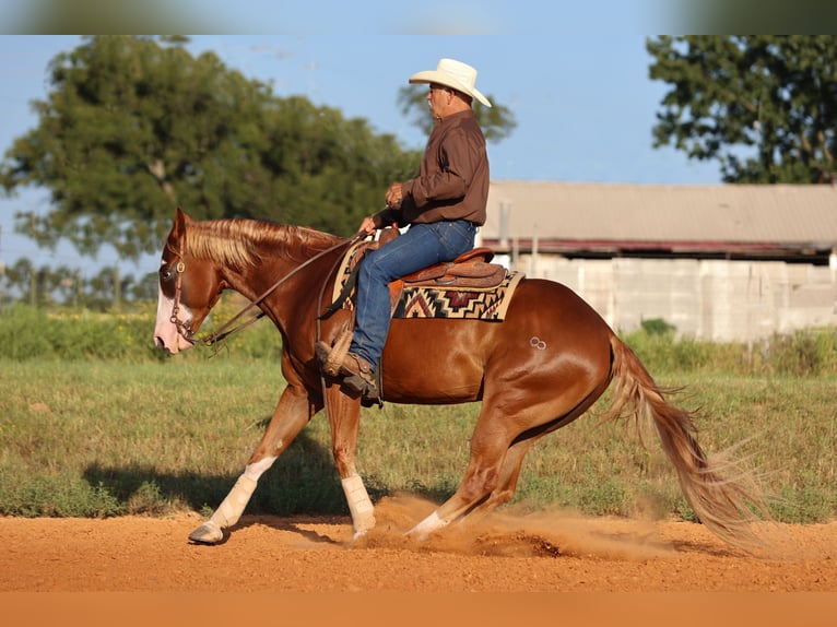 American Quarter Horse Wallach 4 Jahre 155 cm Rotfuchs in Weatherford