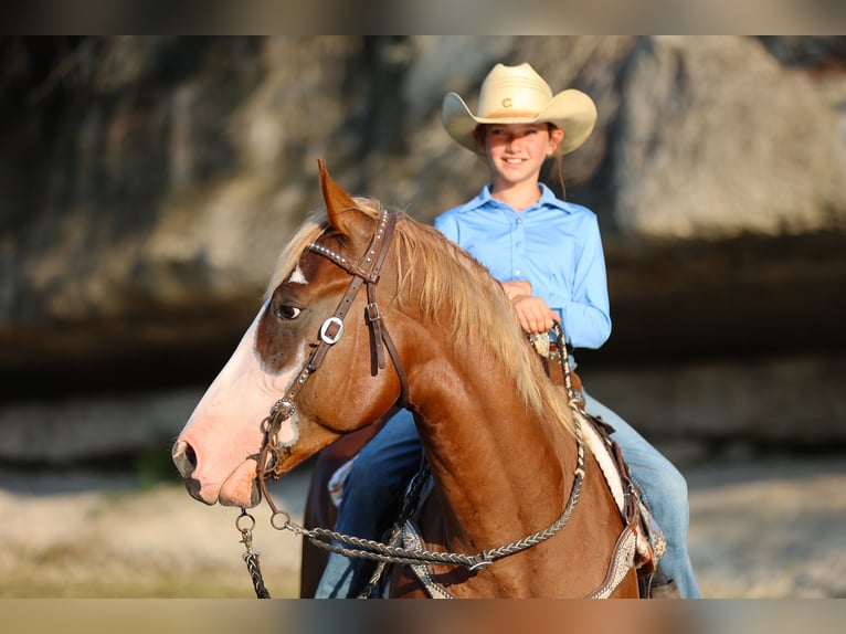 American Quarter Horse Wallach 4 Jahre 155 cm Rotfuchs in Weatherford