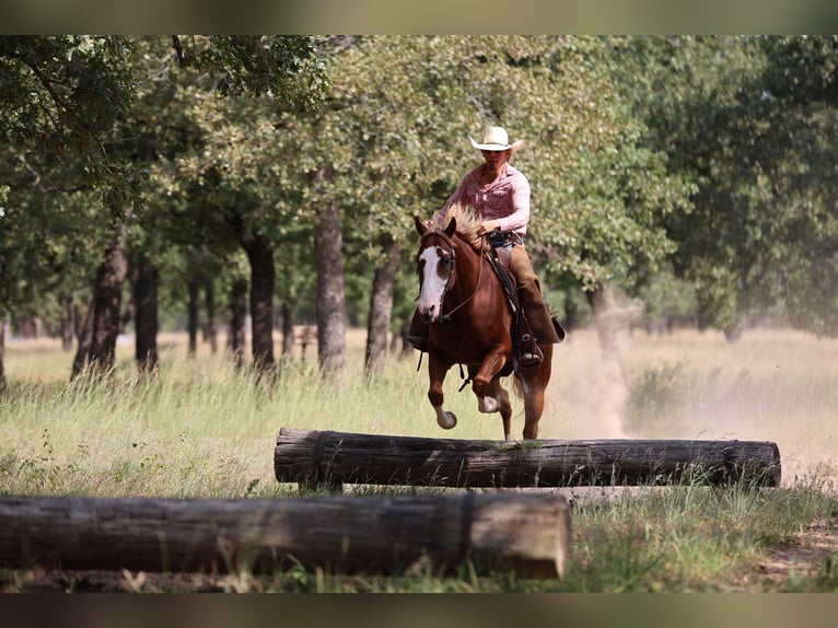 American Quarter Horse Wallach 4 Jahre 155 cm Rotfuchs in Weatherford