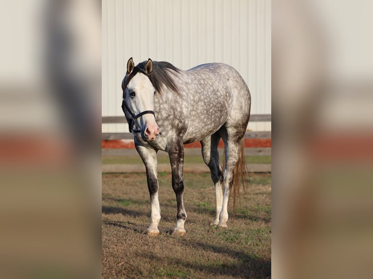 American Quarter Horse Wallach 4 Jahre 155 cm Schimmel in Lucedale