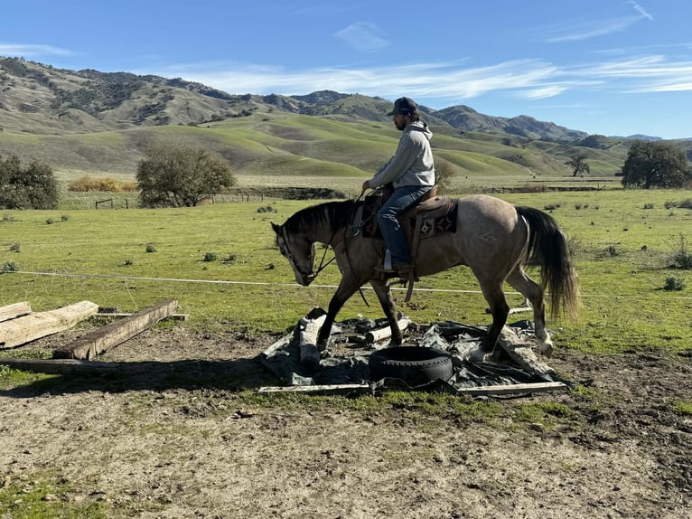 American Quarter Horse Wallach 4 Jahre 155 cm Schimmel in Paicines CA