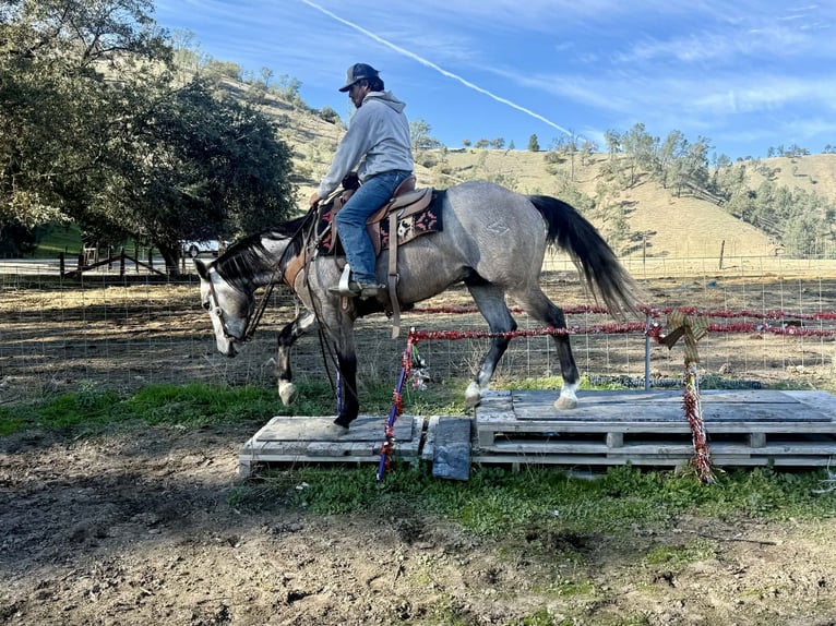 American Quarter Horse Wallach 4 Jahre 155 cm Schimmel in Paicines CA