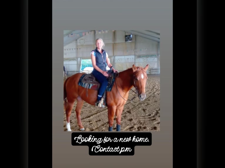American Quarter Horse Wallach 4 Jahre 155 cm in Tortoreto Lido