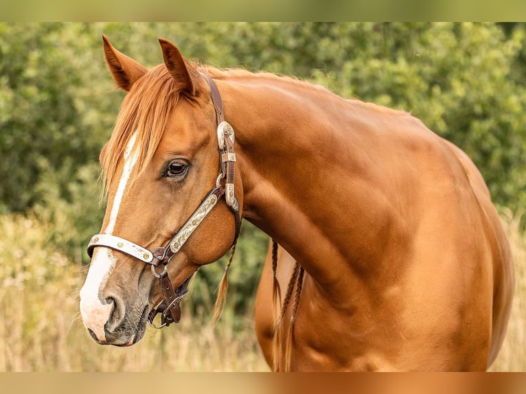 American Quarter Horse Wallach 4 Jahre 156 cm Fuchs in Laubach