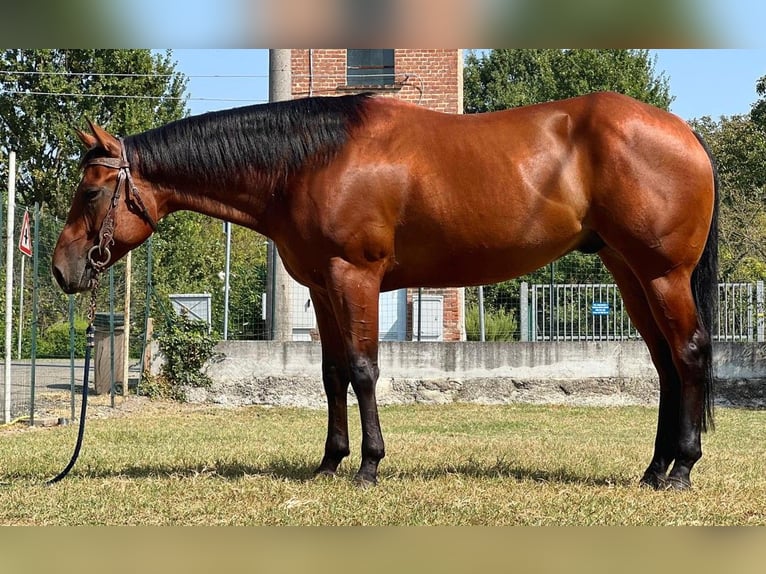 American Quarter Horse Wallach 4 Jahre 156 cm in Piacenza