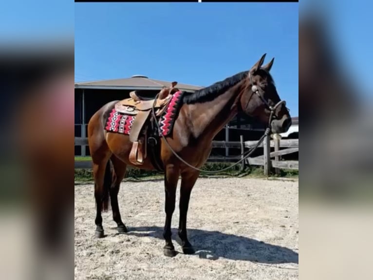American Quarter Horse Wallach 4 Jahre 157 cm Brauner in Weingarten