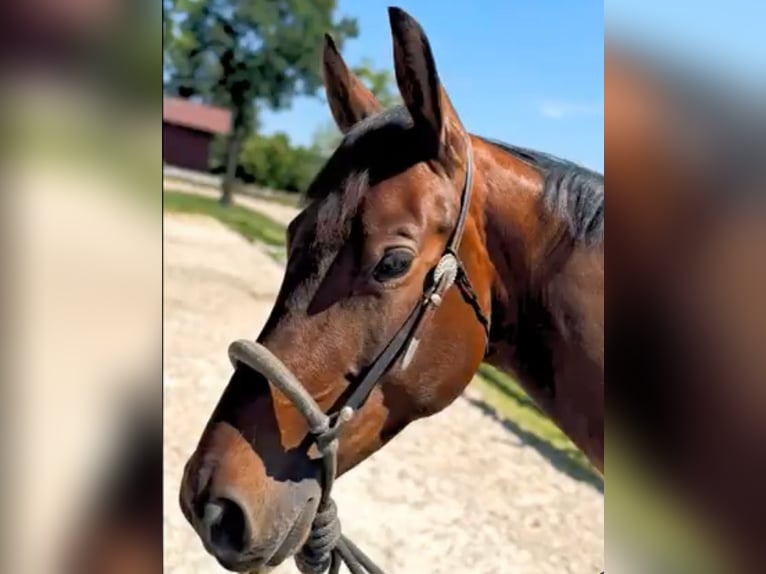 American Quarter Horse Wallach 4 Jahre 157 cm Brauner in Weingarten