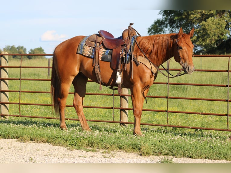 American Quarter Horse Wallach 4 Jahre 157 cm Dunkelfuchs in Sonora KY