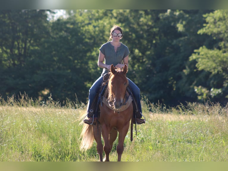 American Quarter Horse Wallach 4 Jahre 157 cm Dunkelfuchs in Sonora KY