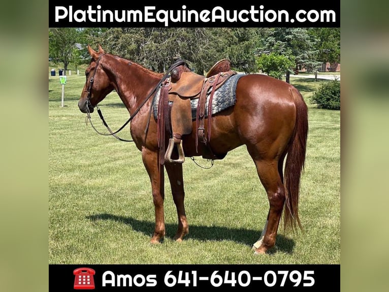 American Quarter Horse Wallach 4 Jahre 157 cm Dunkelfuchs in Zearing IA