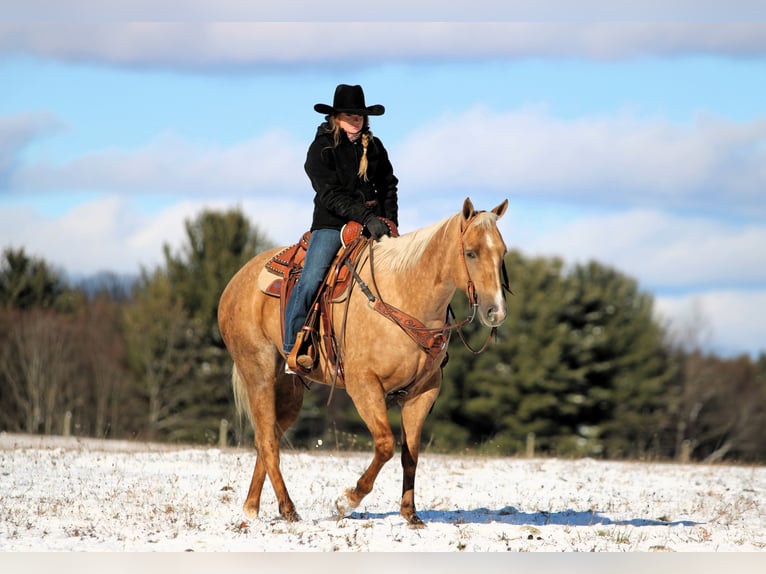American Quarter Horse Wallach 4 Jahre 157 cm Palomino in Clarion