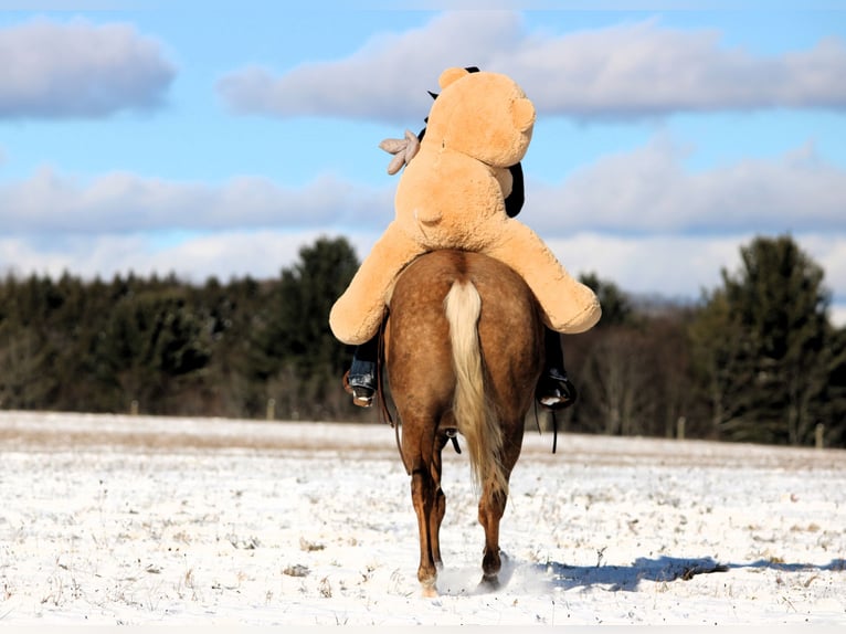 American Quarter Horse Wallach 4 Jahre 157 cm Palomino in Clarion