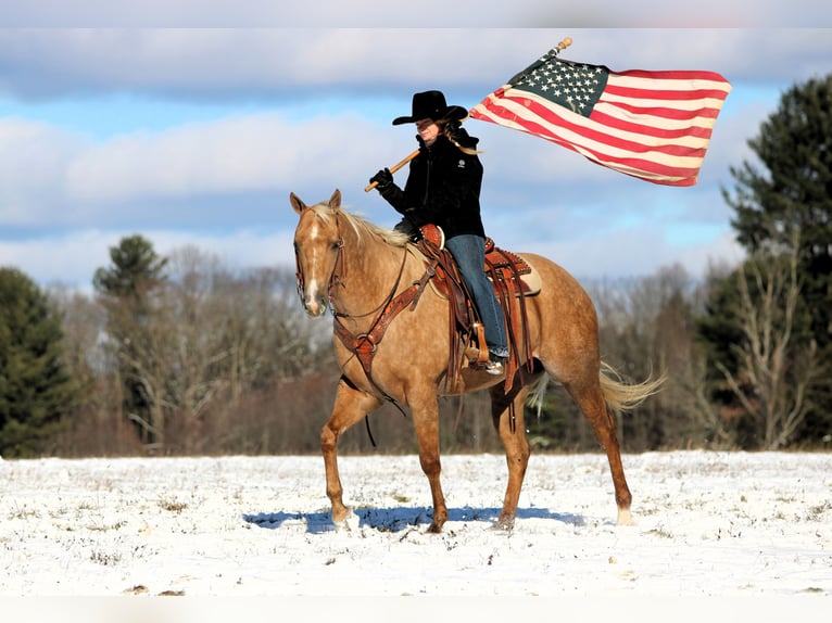 American Quarter Horse Wallach 4 Jahre 157 cm Palomino in Clarion