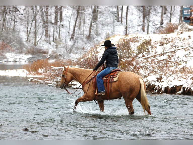 American Quarter Horse Wallach 4 Jahre 157 cm Palomino in Clarion