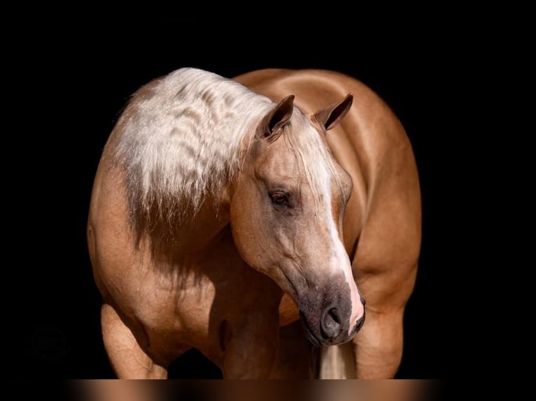 American Quarter Horse Wallach 4 Jahre 157 cm Palomino in Canyon, TX