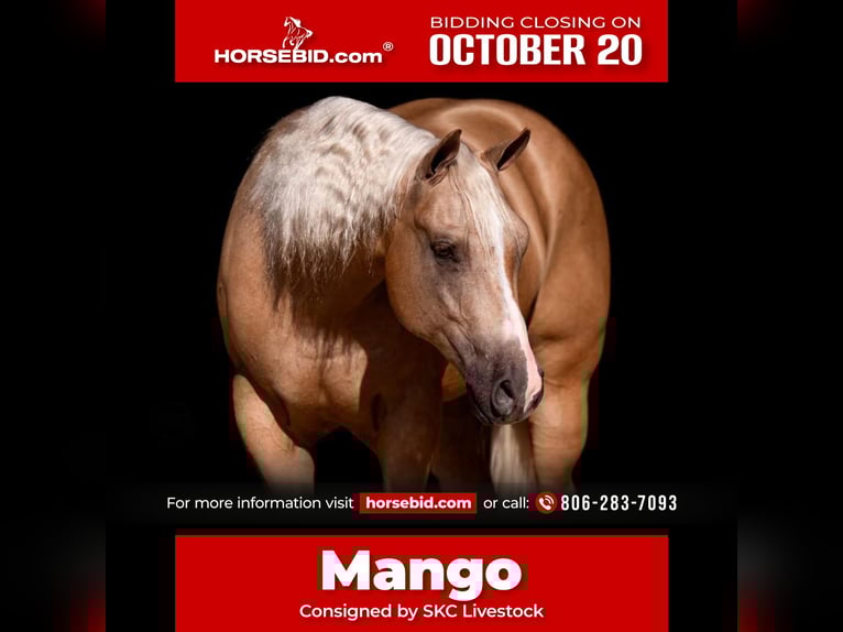 American Quarter Horse Wallach 4 Jahre 157 cm Palomino in Canyon, TX