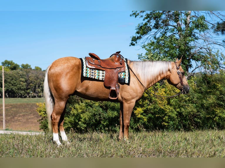 American Quarter Horse Wallach 4 Jahre 157 cm Palomino in Fergus Falls, MN