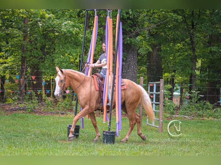 American Quarter Horse Wallach 4 Jahre 157 cm Palomino in Clover, SC