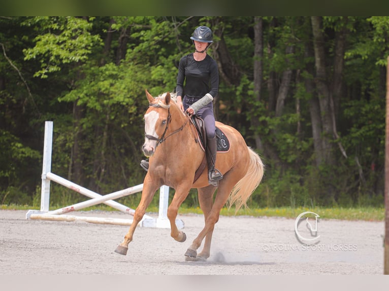 American Quarter Horse Wallach 4 Jahre 157 cm Palomino in Clover, SC
