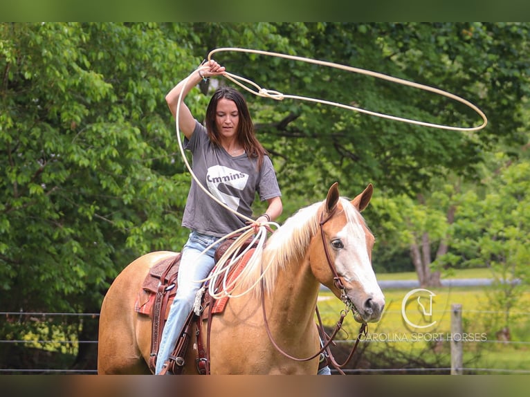 American Quarter Horse Wallach 4 Jahre 157 cm Palomino in Clover, SC