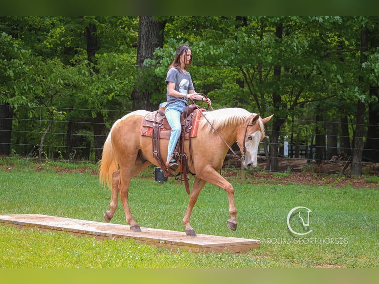 American Quarter Horse Wallach 4 Jahre 157 cm Palomino in Clover, SC