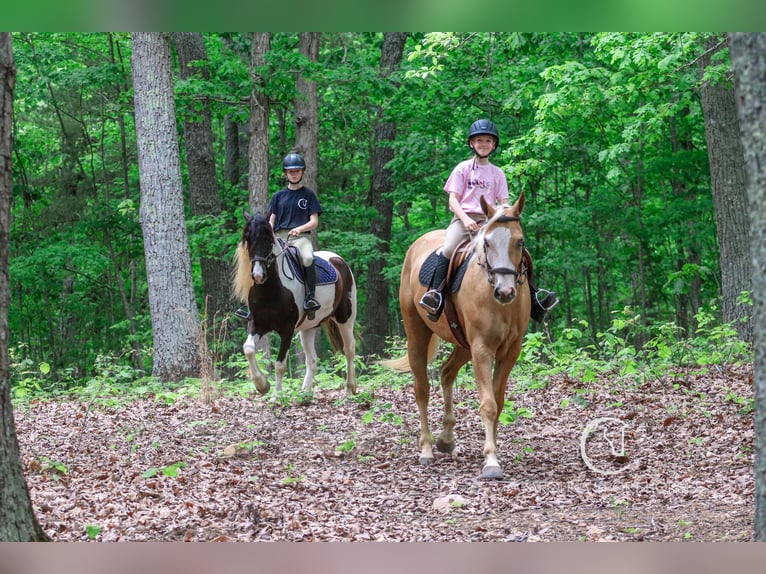 American Quarter Horse Wallach 4 Jahre 157 cm Palomino in Clover, SC