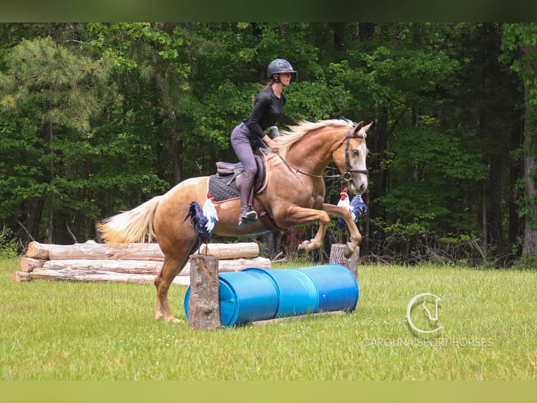 American Quarter Horse Wallach 4 Jahre 157 cm Palomino in Clover, SC