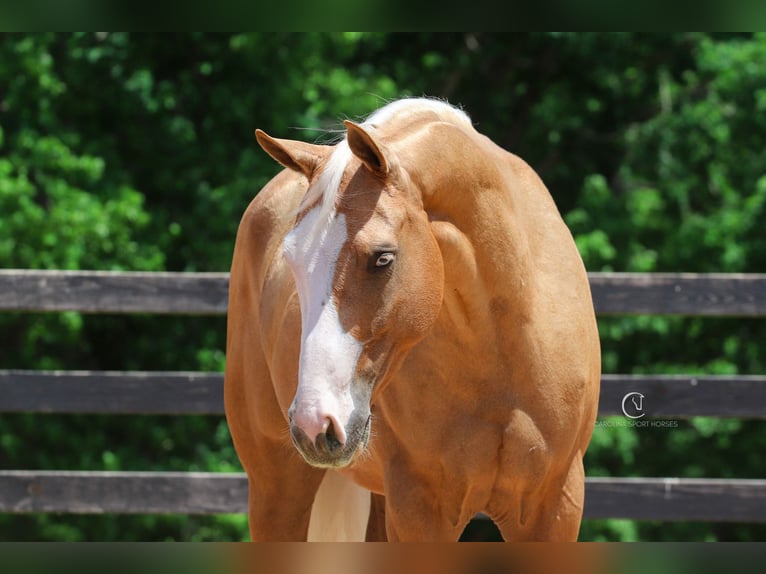 American Quarter Horse Wallach 4 Jahre 157 cm Palomino in Clover, SC