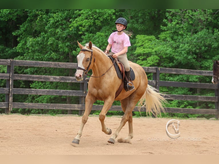 American Quarter Horse Wallach 4 Jahre 157 cm Palomino in Clover, SC