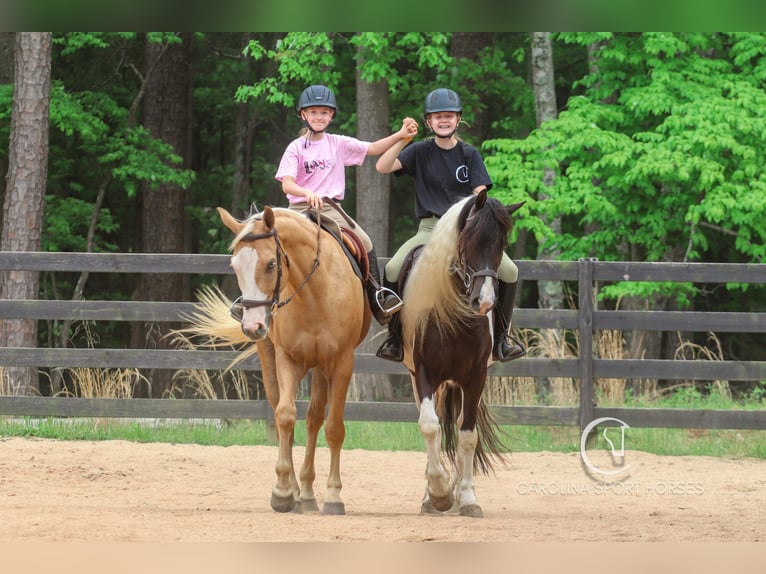 American Quarter Horse Wallach 4 Jahre 157 cm Palomino in Clover, SC