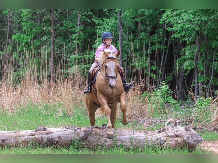 American Quarter Horse Wallach 4 Jahre 157 cm Palomino in Clover, SC