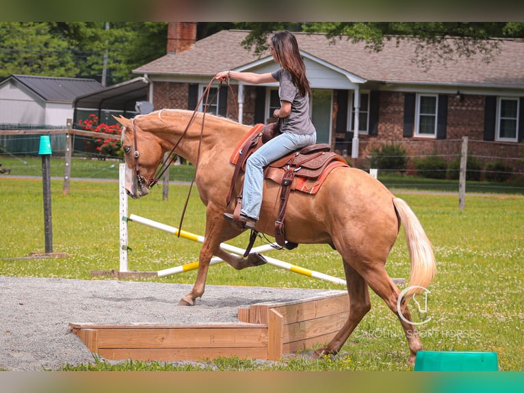 American Quarter Horse Wallach 4 Jahre 157 cm Palomino in Clover, SC
