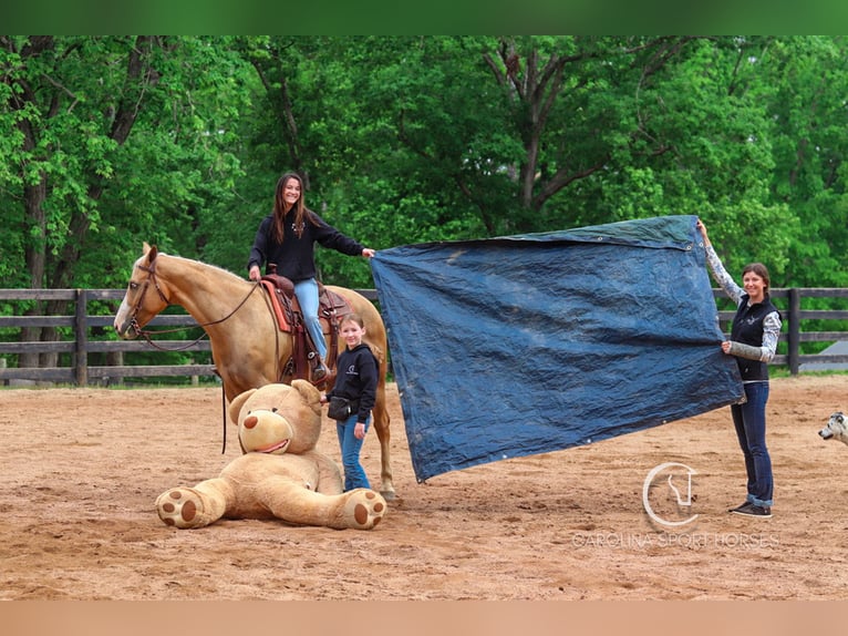 American Quarter Horse Wallach 4 Jahre 157 cm Palomino in Clover, SC