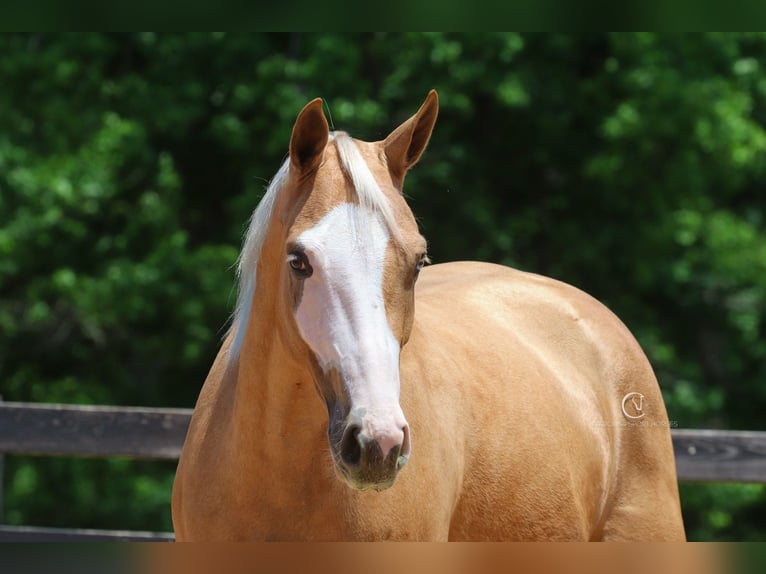 American Quarter Horse Wallach 4 Jahre 157 cm Palomino in Clover, SC