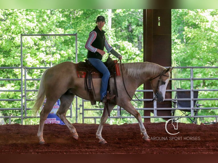 American Quarter Horse Wallach 4 Jahre 157 cm Palomino in Clover, SC