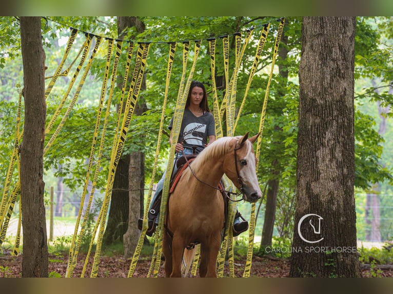American Quarter Horse Wallach 4 Jahre 157 cm Palomino in Clover, SC
