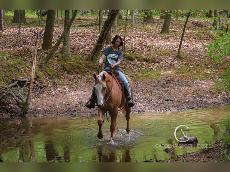 American Quarter Horse Wallach 4 Jahre 157 cm Palomino in Clover, SC