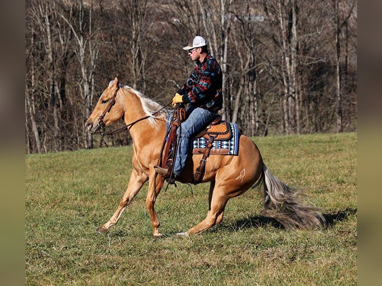 American Quarter Horse Wallach 4 Jahre 157 cm Palomino in Mount Vernon, Ky