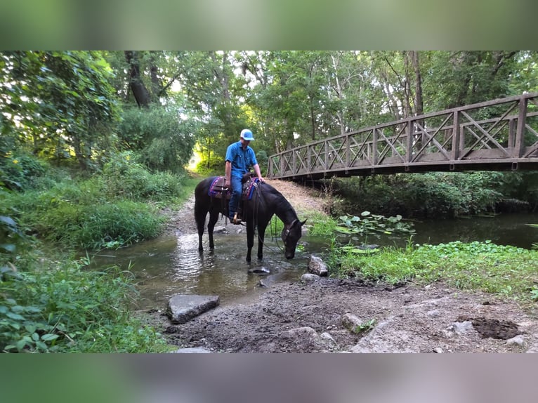 American Quarter Horse Wallach 4 Jahre 157 cm Rappe in Bedford