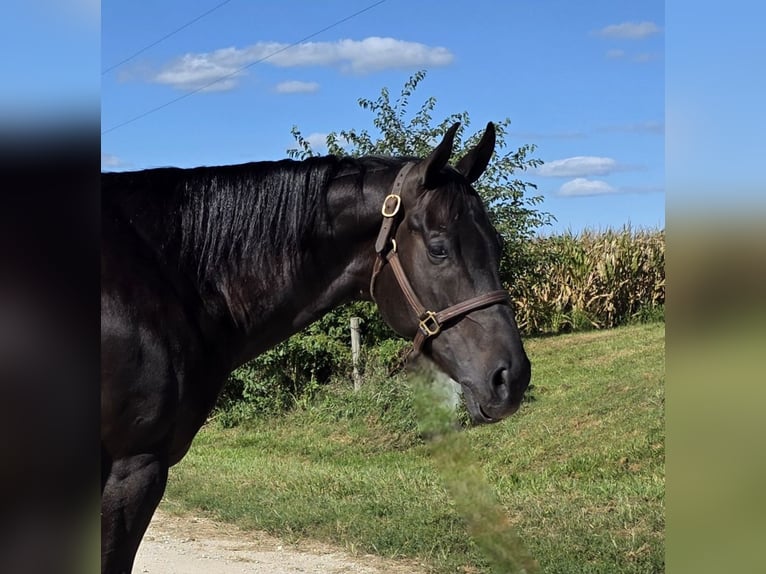 American Quarter Horse Wallach 4 Jahre 157 cm Rappe in Bedford
