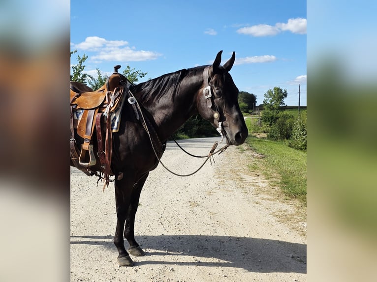 American Quarter Horse Wallach 4 Jahre 157 cm Rappe in Bedford