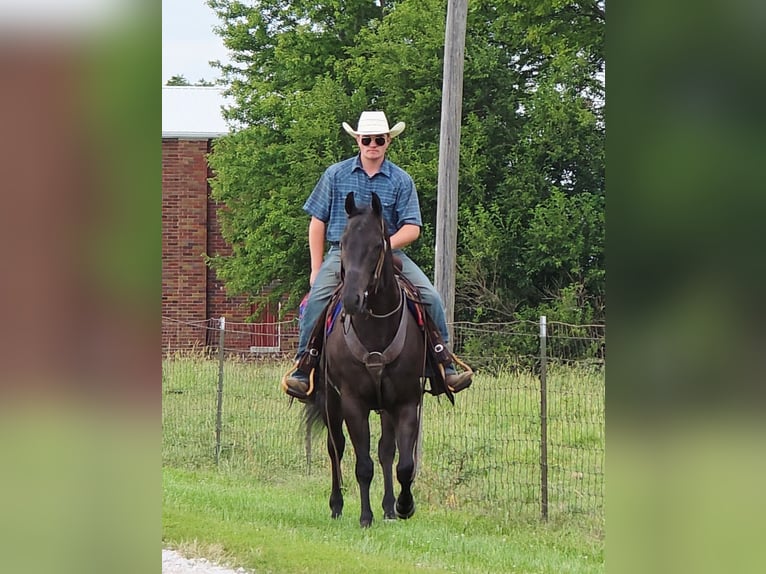 American Quarter Horse Wallach 4 Jahre 157 cm Rappe in Bedford