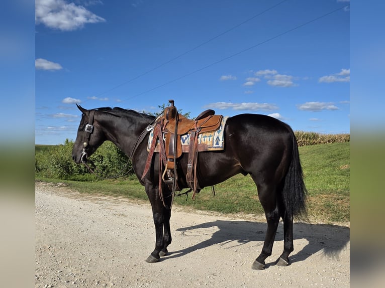 American Quarter Horse Wallach 4 Jahre 157 cm Rappe in Bedford