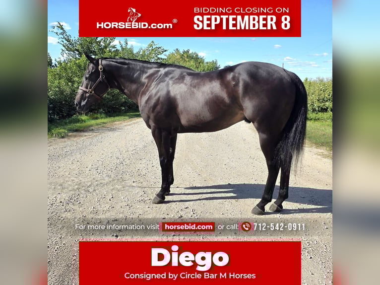 American Quarter Horse Wallach 4 Jahre 157 cm Rappe in Bedford