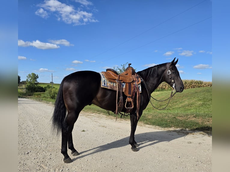 American Quarter Horse Wallach 4 Jahre 157 cm Rappe in Bedford