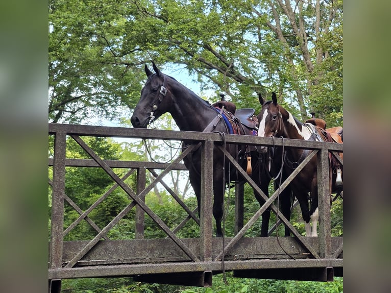 American Quarter Horse Wallach 4 Jahre 157 cm Rappe in Bedford