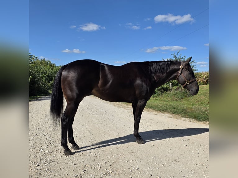 American Quarter Horse Wallach 4 Jahre 157 cm Rappe in Bedford