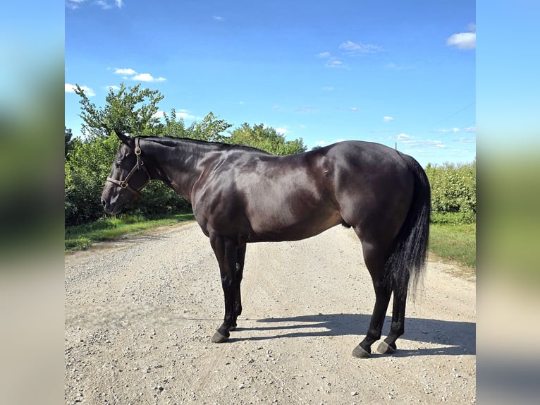 American Quarter Horse Wallach 4 Jahre 157 cm Rappe in Bedford