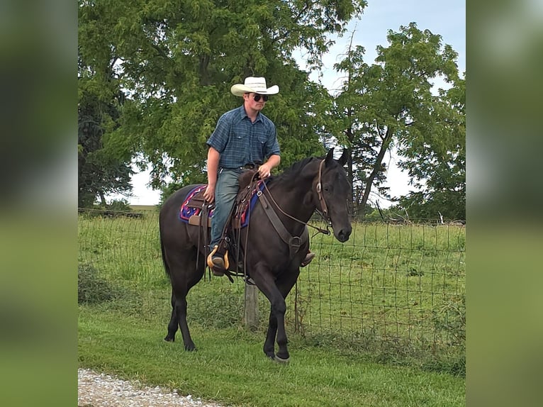 American Quarter Horse Wallach 4 Jahre 157 cm Rappe in Bedford