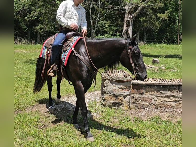 American Quarter Horse Wallach 4 Jahre 157 cm Rappe in Robards